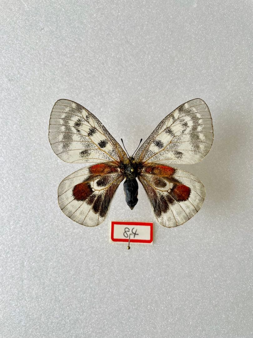 パルナシウス・ウィスコッティ（1メス・スウェーデン産）