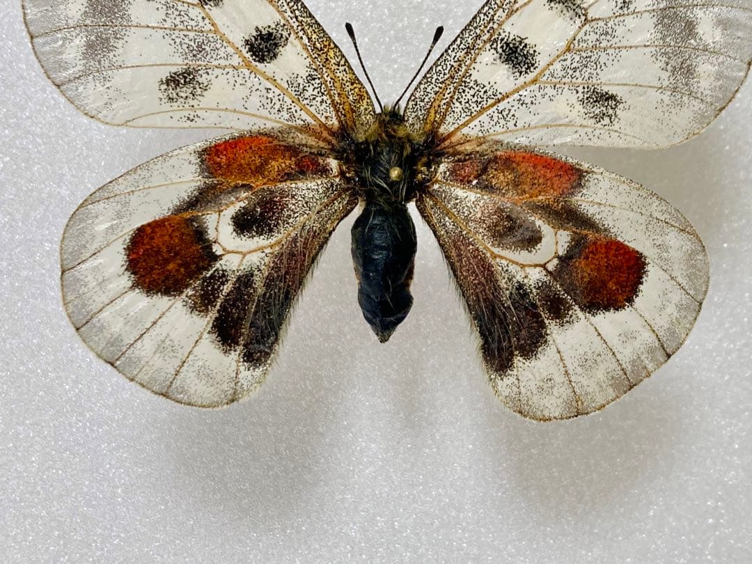 パルナシウス・ウィスコッティ（1メス・スウェーデン産）