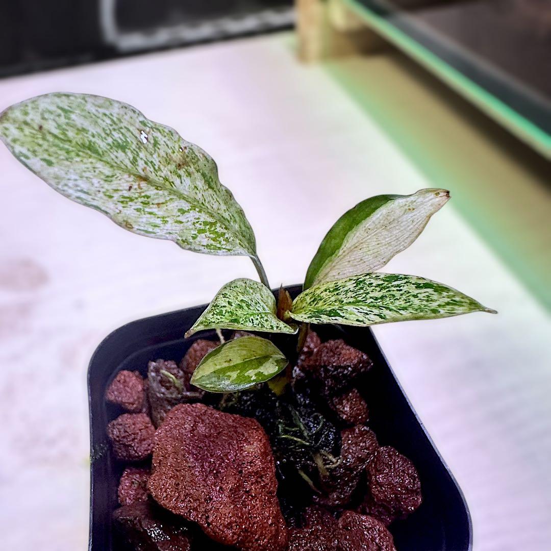 み*！様 ブセファランドラ（斑入り株）Bucephalandra Pipto と