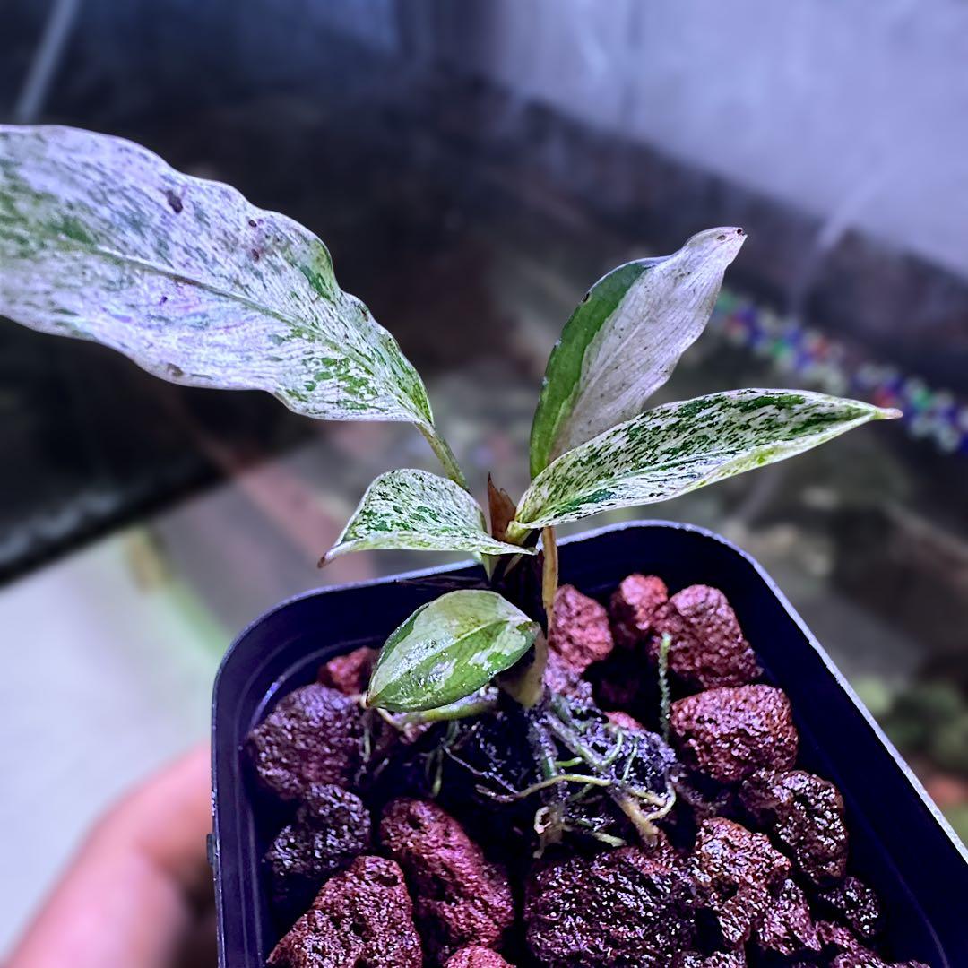 み*！様 ブセファランドラ（斑入り株）Bucephalandra Pipto と
