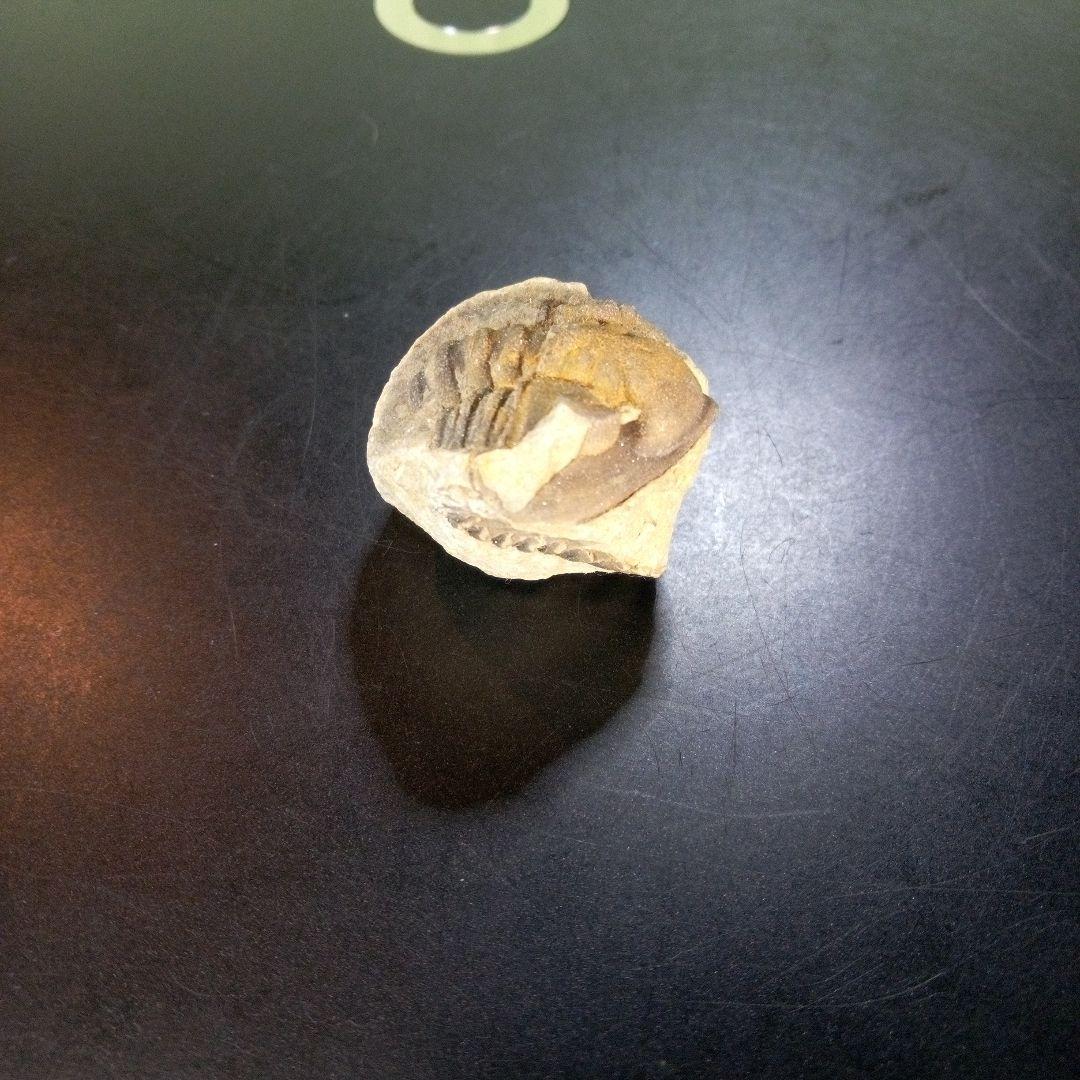 三葉虫　化石　fossil　ボリビア産　trilobite　ボリビア三葉虫郡⑪