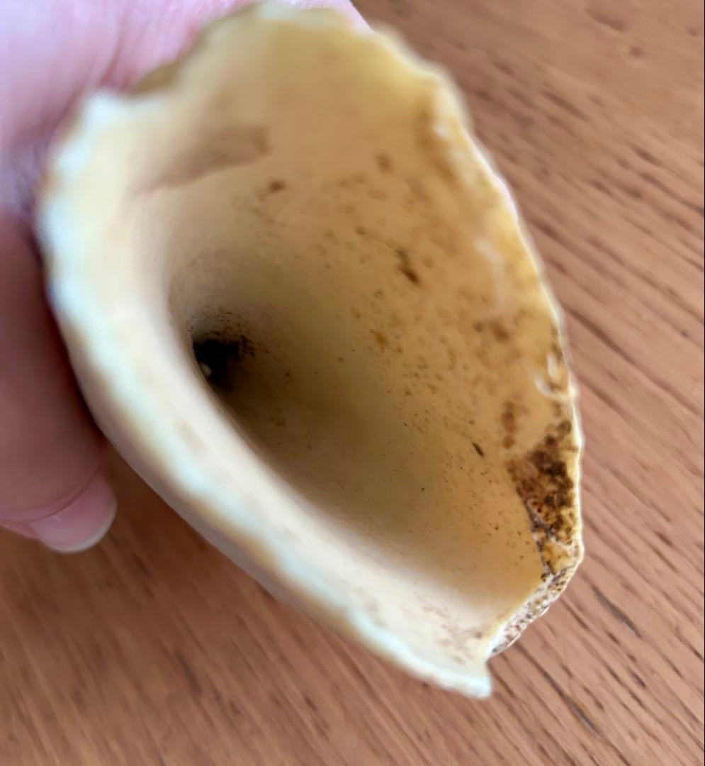 マッコウクジラ　歯　牙　キバ　287g 加工なし