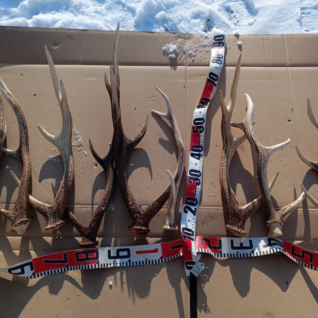 蝦夷鹿の角 　犬用おもちゃ　工芸品などにどうぞ　１２番