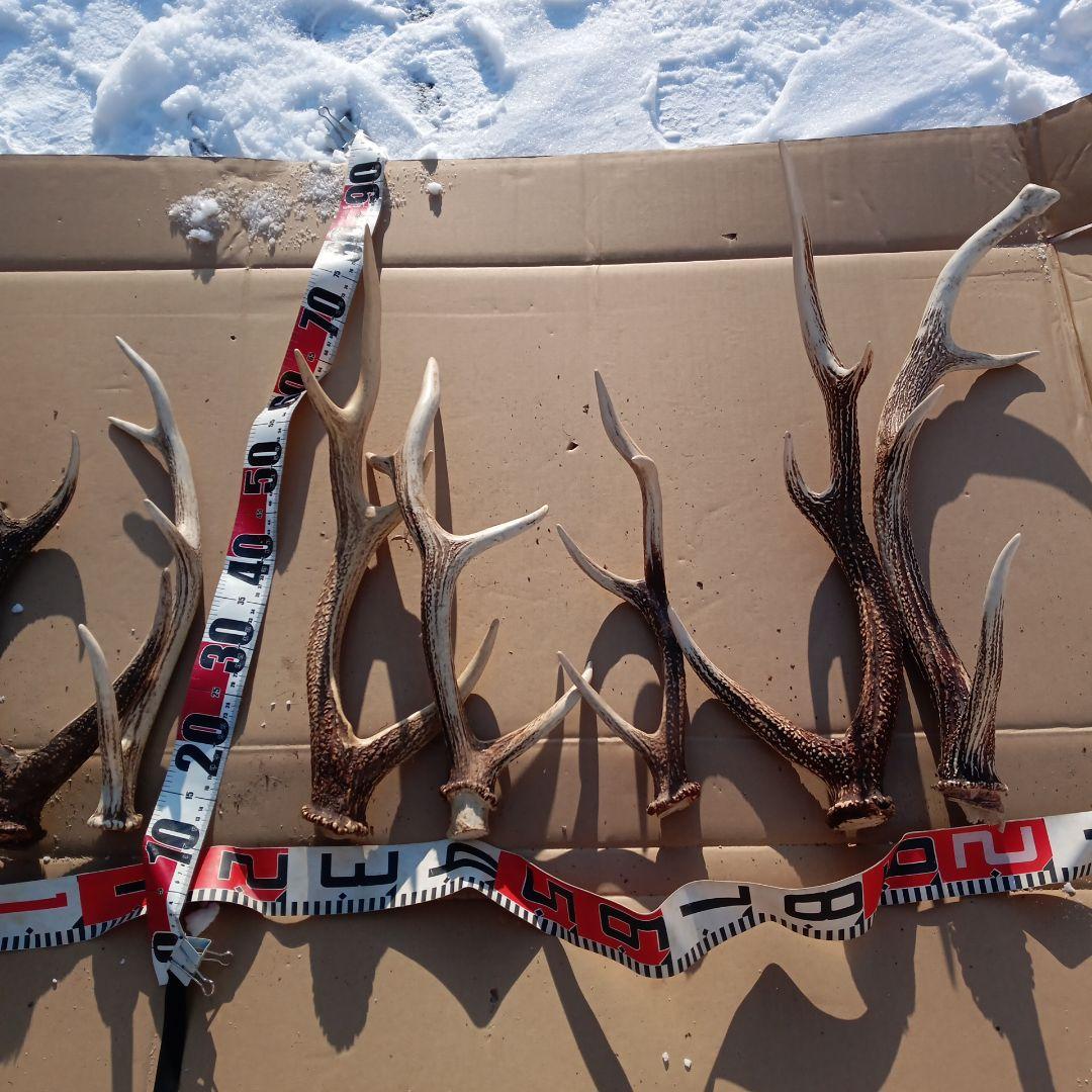 蝦夷鹿の角 　犬用おもちゃ　工芸品などにどうぞ　１２番