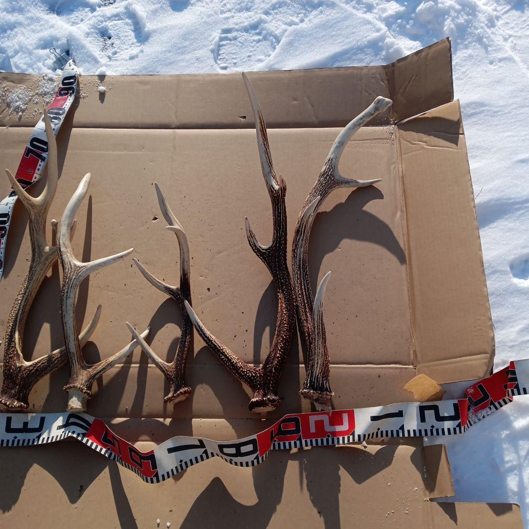 蝦夷鹿の角 　犬用おもちゃ　工芸品などにどうぞ　１２番