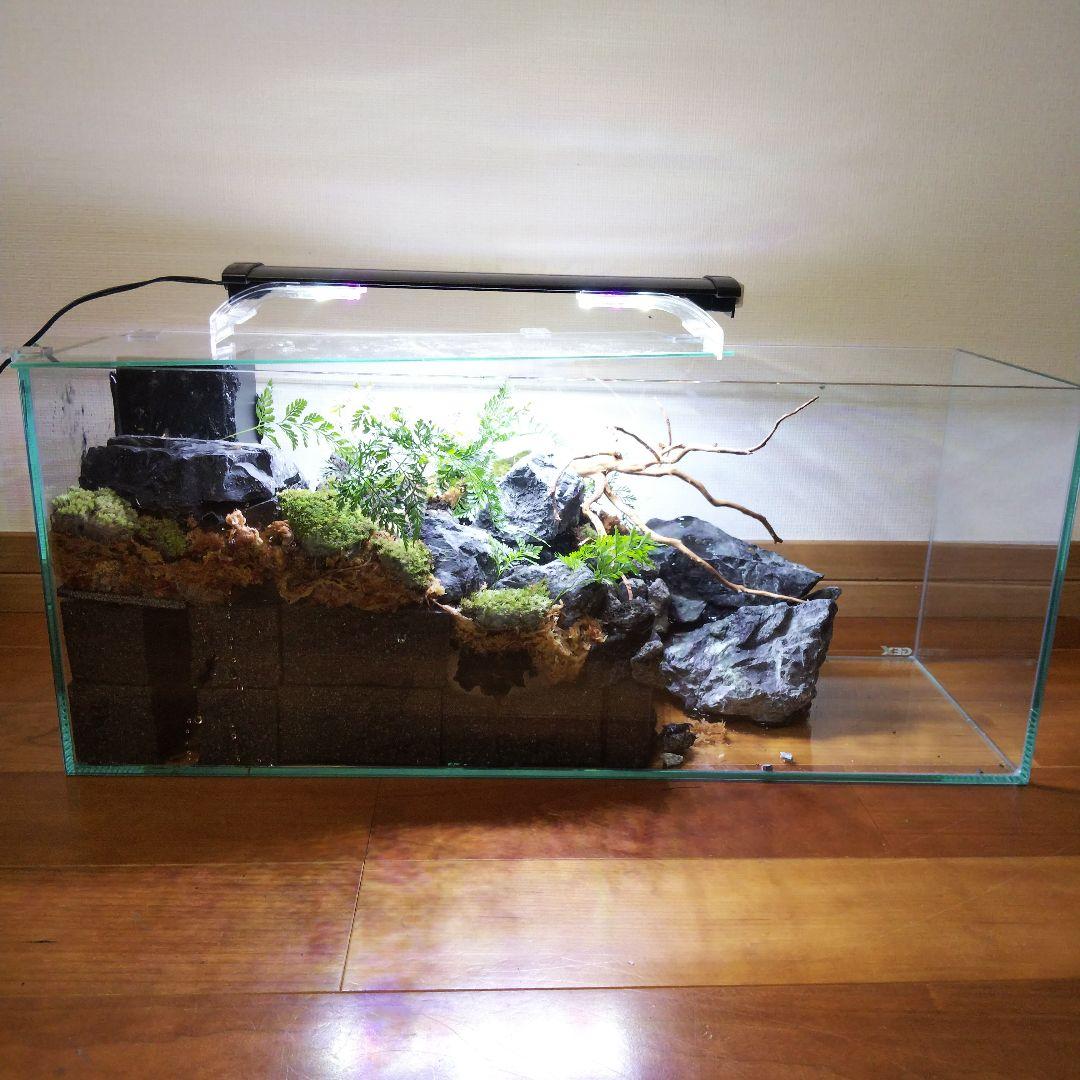 【受注生産】６0センチ水槽アクアテラリウム　イモリウム　苔テラリウム　テラリウム