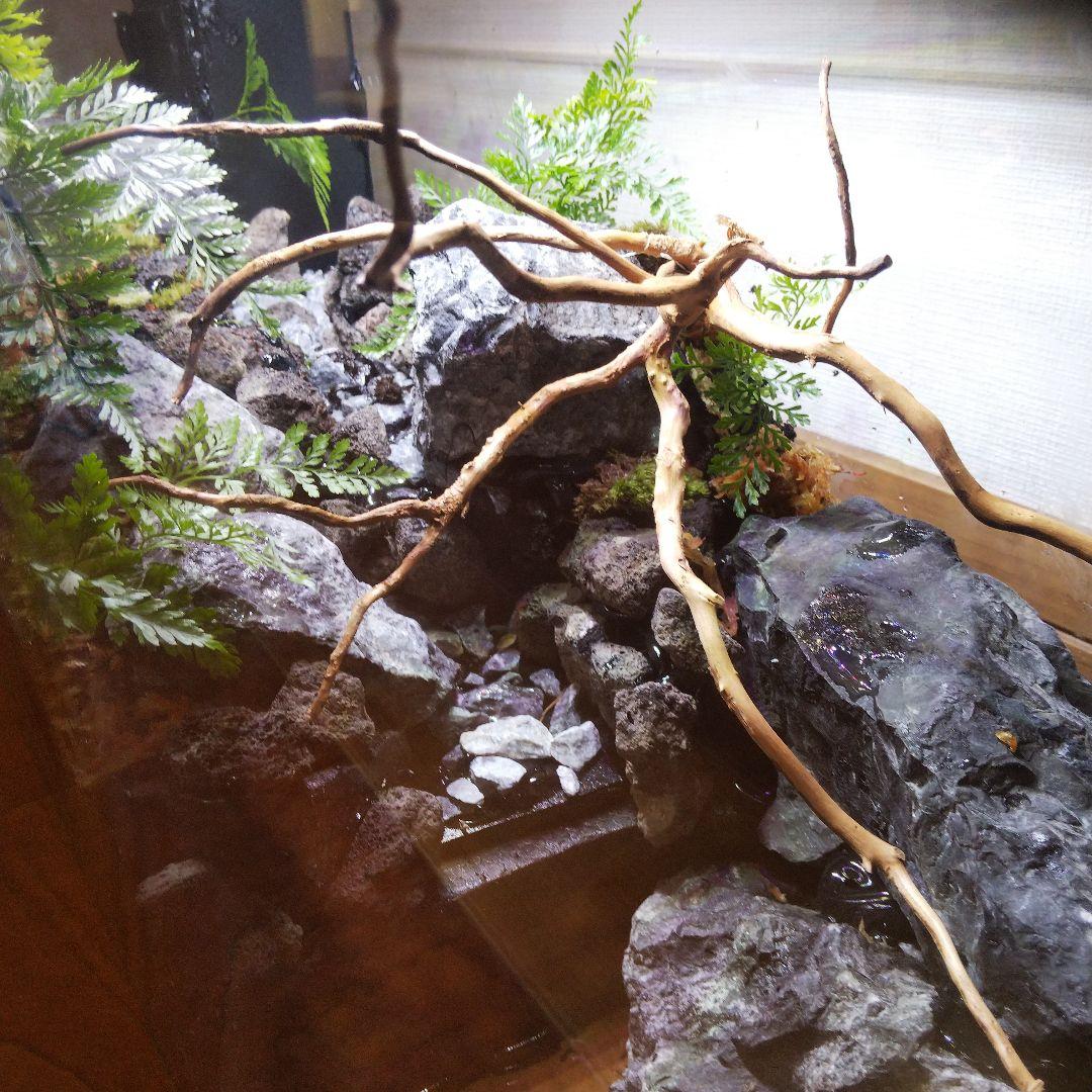 【受注生産】６0センチ水槽アクアテラリウム　イモリウム　苔テラリウム　テラリウム