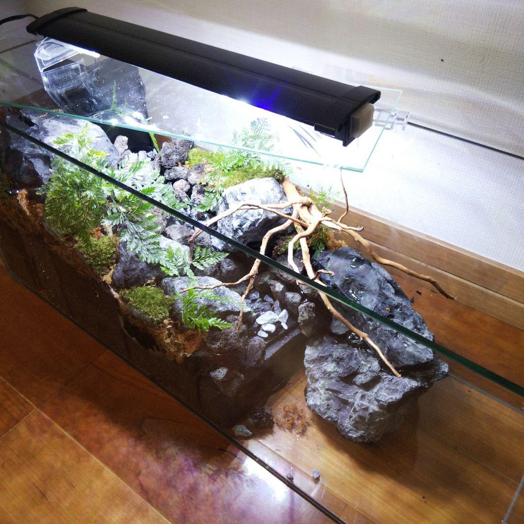 【受注生産】６0センチ水槽アクアテラリウム　イモリウム　苔テラリウム　テラリウム