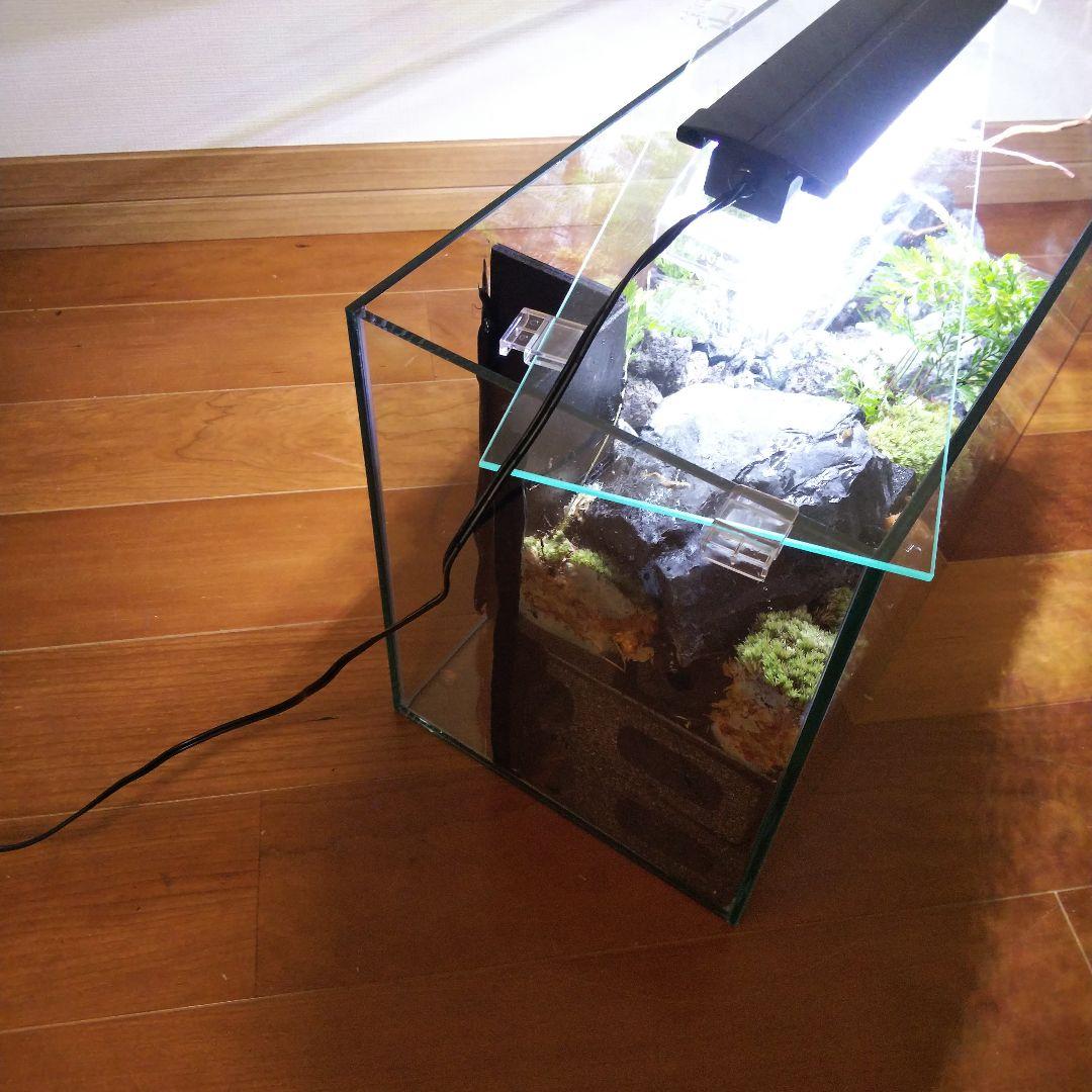 【受注生産】６0センチ水槽アクアテラリウム　イモリウム　苔テラリウム　テラリウム
