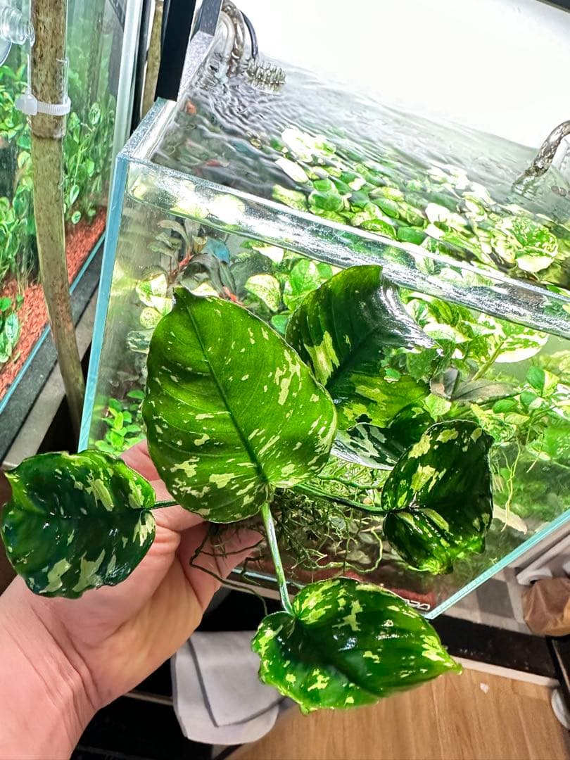 アヌビアスナナ　斑入りキング