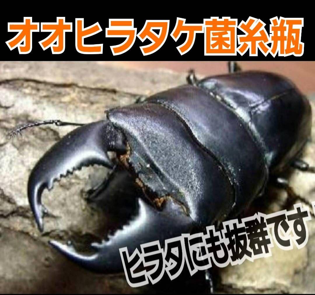 極上！オオヒラタケ菌糸瓶【8本】特殊アミノ酸強化！オオクワ、ヒラタ、ニジイロに！