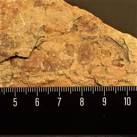 カブトガニの化石 大型で超稀少 モロッコ産 本物保証