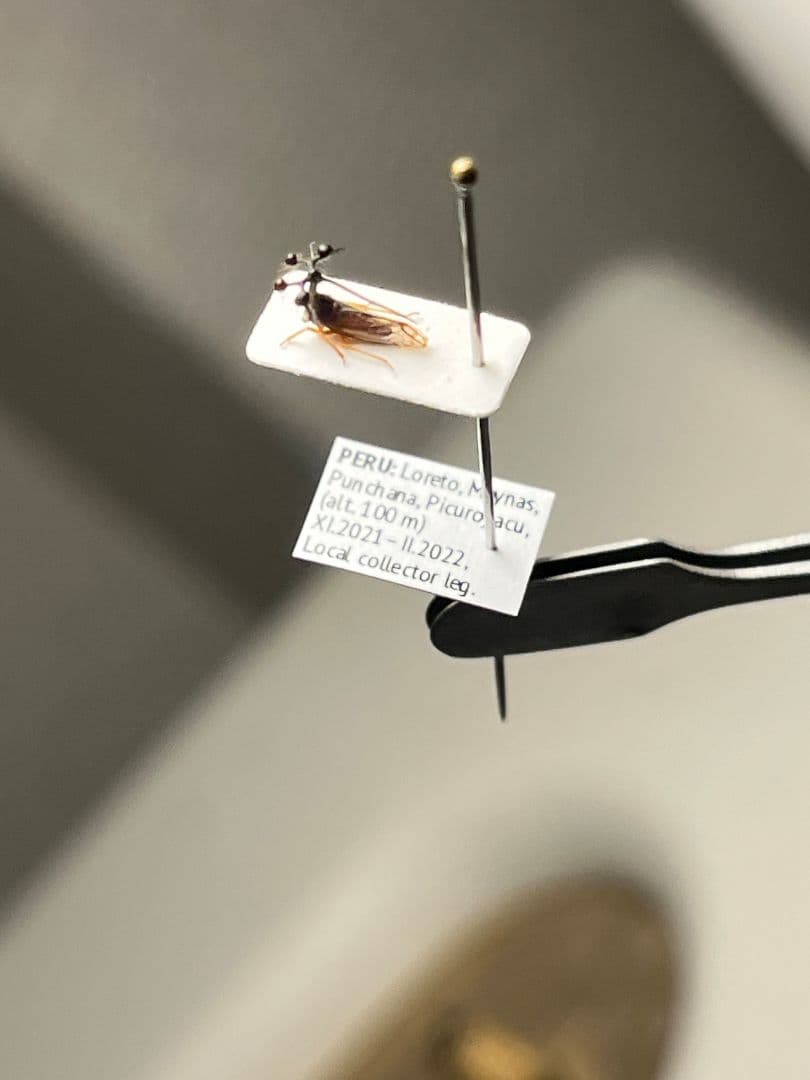 【学名珍々】ヨツコブツノゼミ 標本ボッキディウム・チンチンナブリフェルムハゴロモ