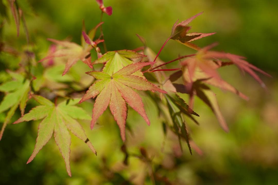 【内蔵電池交換、スプリットFS】PENTAX ist DS2