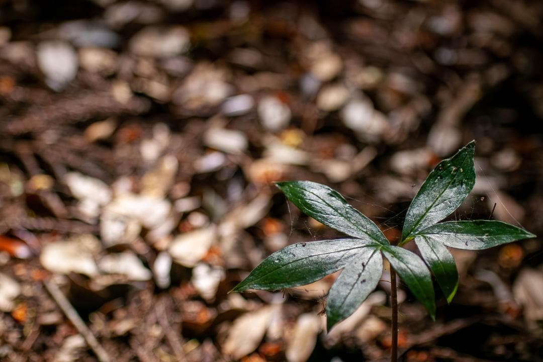 【内蔵電池交換、スプリットFS】PENTAX ist DS2