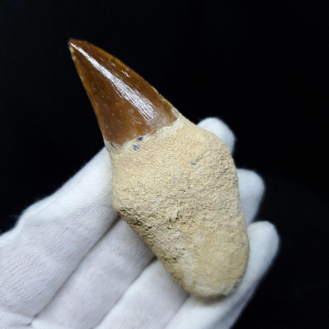 極上 歯根付き モササウルス 化石 歯 本物 74.15mm  mos67