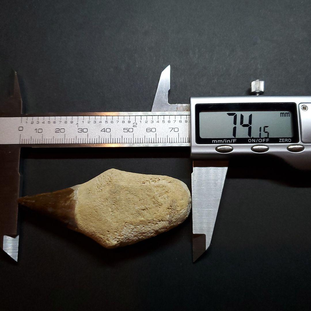 極上 歯根付き モササウルス 化石 歯 本物 74.15mm  mos67