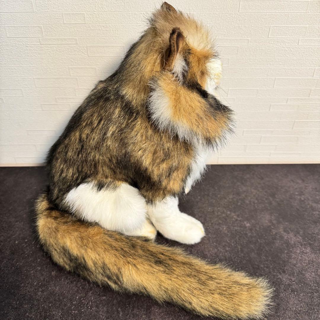 HANSA （ハンサ）ノルウェージャンフォレストキャット