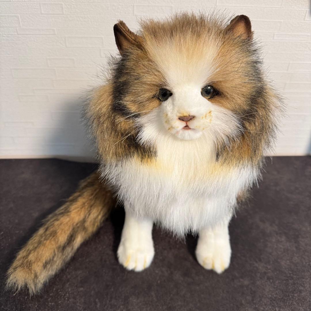 HANSA （ハンサ）ノルウェージャンフォレストキャット