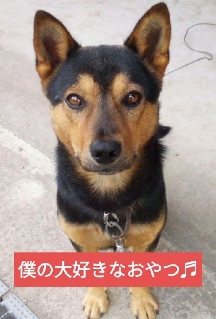 国産　無添加　馬アキレスホールロング1kg