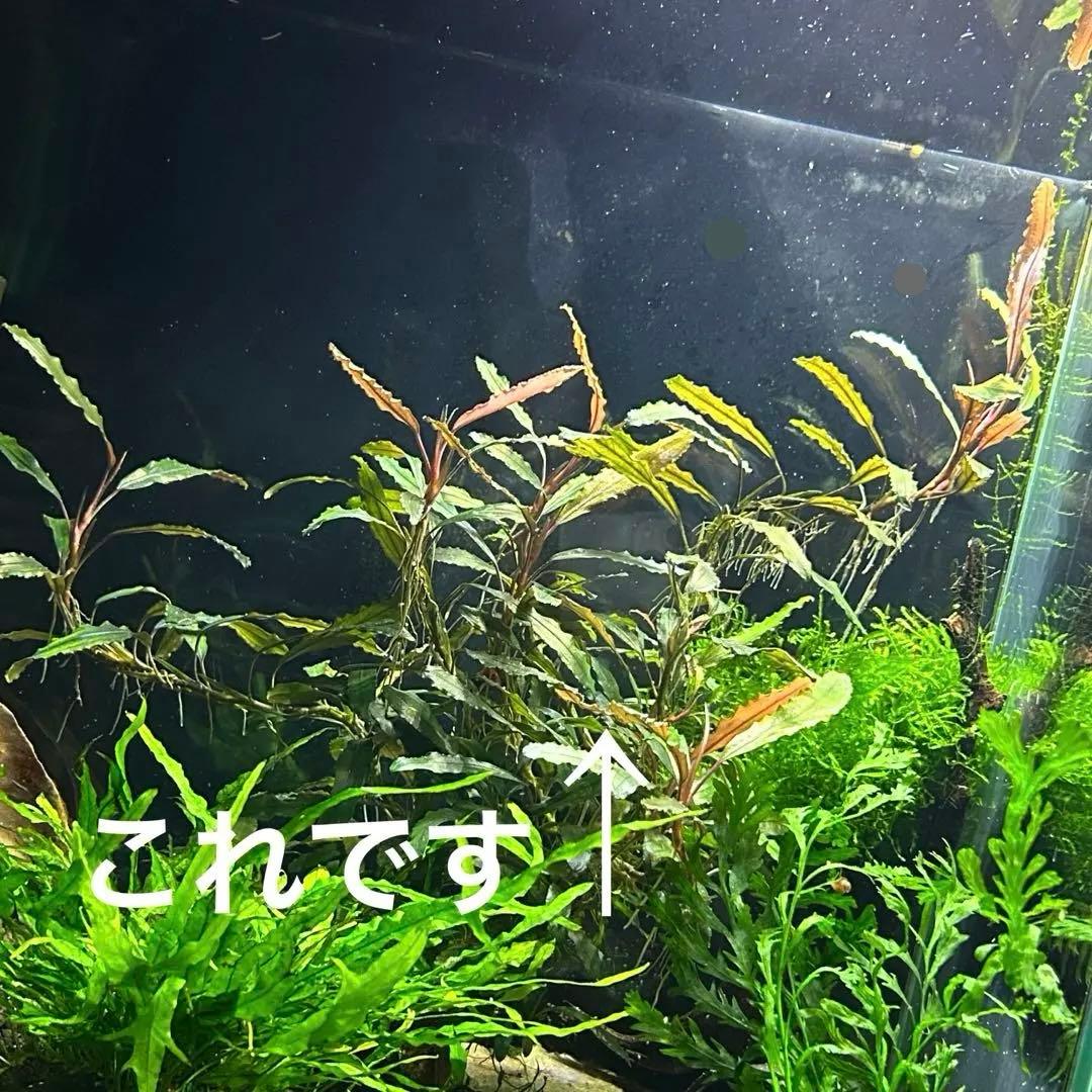 ブセファランドラ sp. クアラクアヤン 超大株 無農薬 水中葉