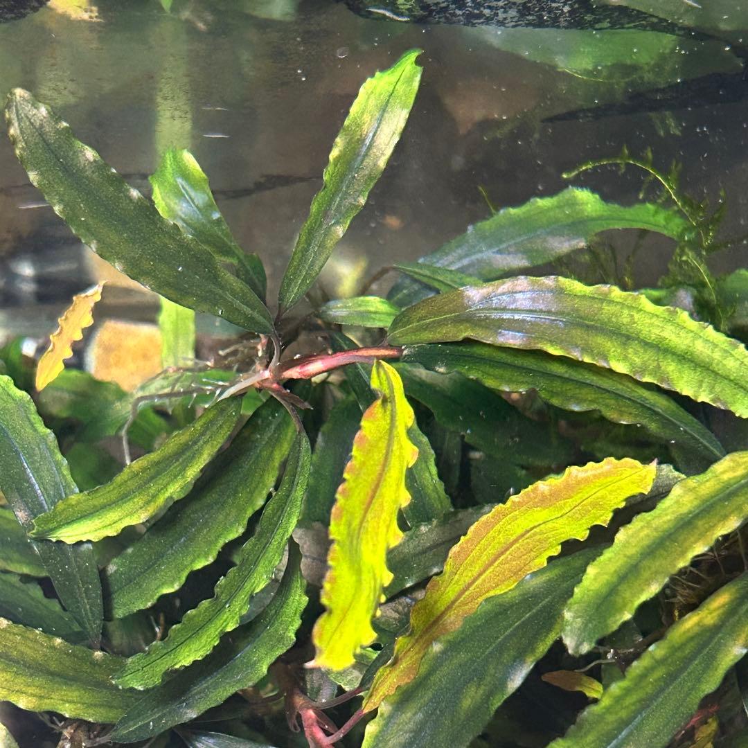 ブセファランドラ sp. クアラクアヤン 超大株 無農薬 水中葉