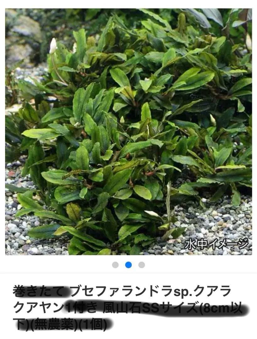 ブセファランドラ sp. クアラクアヤン 超大株 無農薬 水中葉