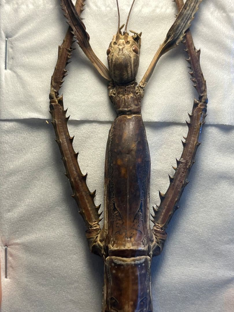 【極太LAST】スマトラナナフシ コノハムシ ナナフシ カマキリ マンティス標本