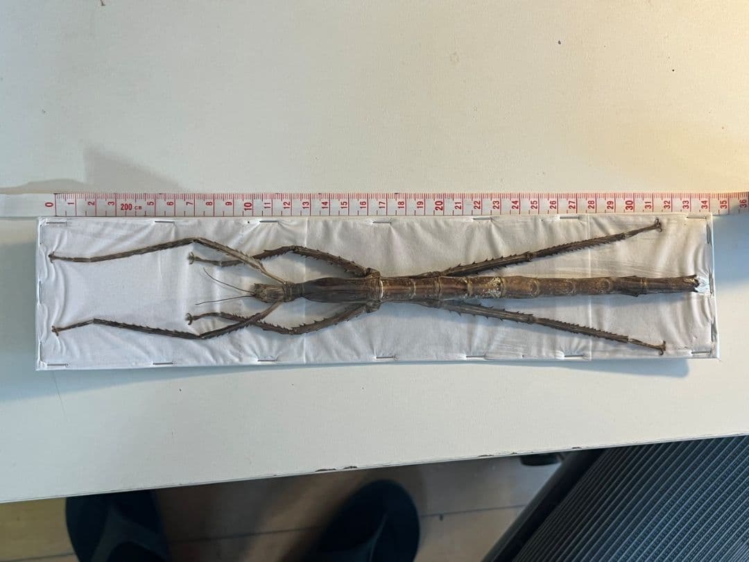 【極太LAST】スマトラナナフシ コノハムシ ナナフシ カマキリ マンティス標本