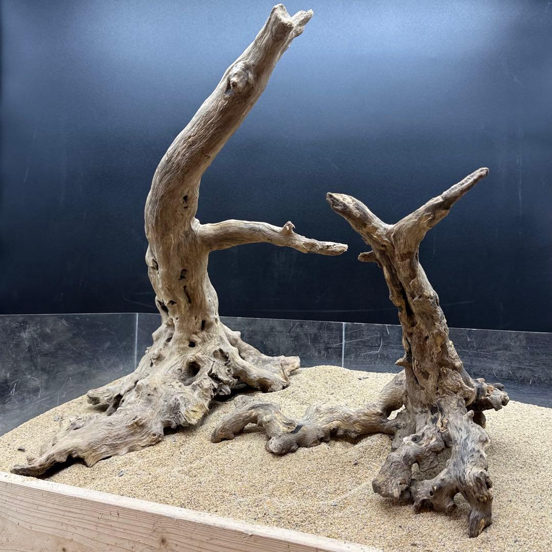 MJW-7215 「特大」ジンジャーウッド2本セット　天然流木 アクアリウム