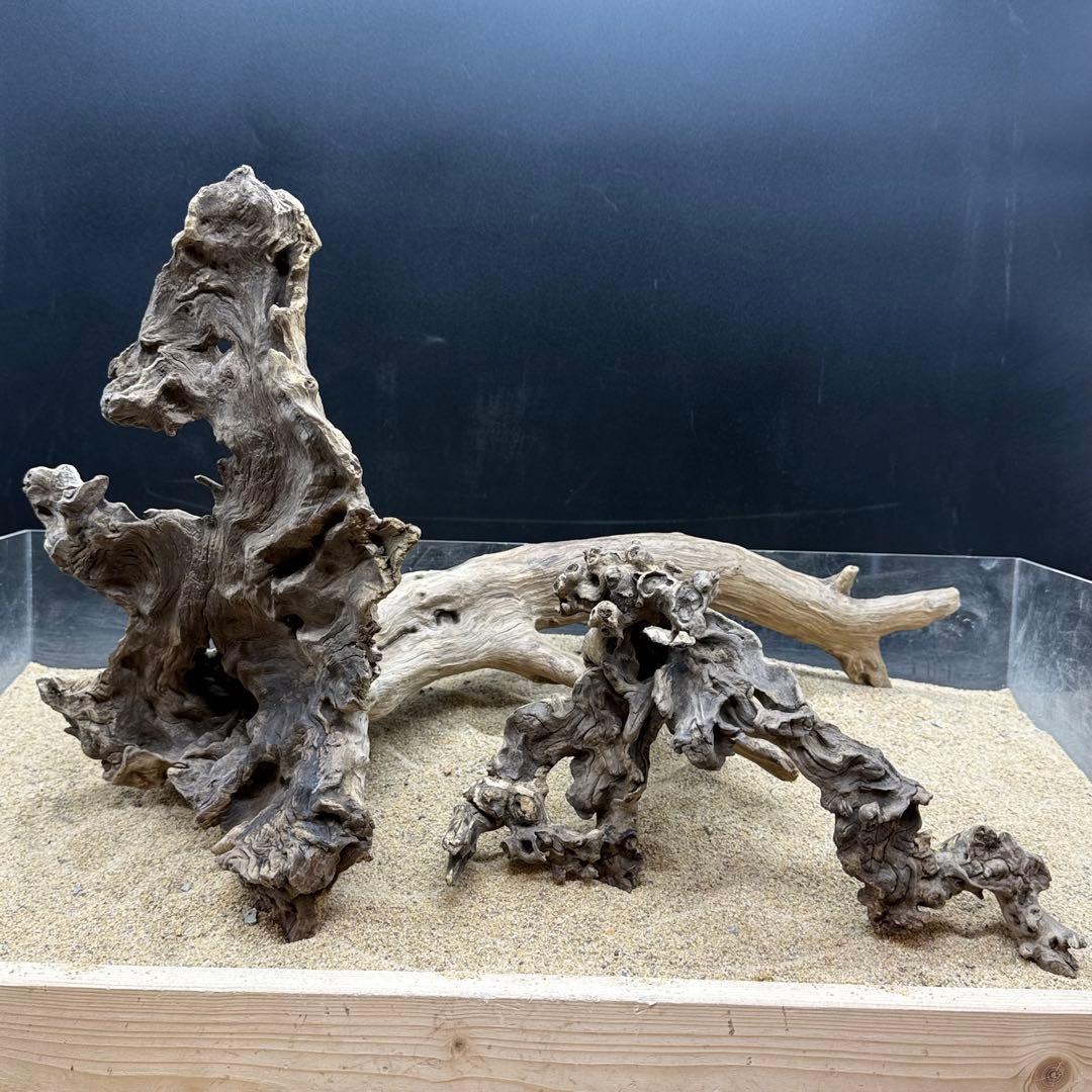 MJW-7215 「特大」ジンジャーウッド2本セット　天然流木 アクアリウム