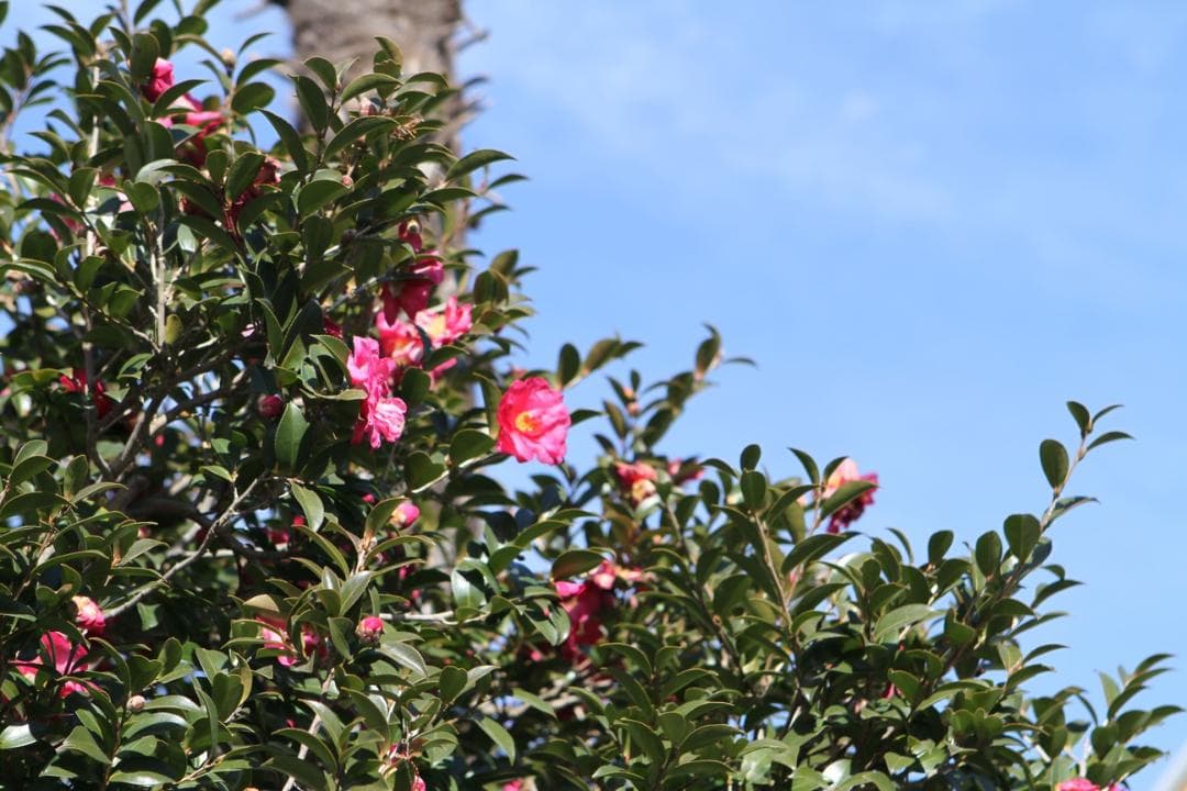 Canon ef 24-70mm F2.8 l usm キャノン ズームレンズ