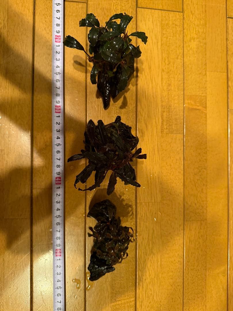 【本日限定】ブセファランド　3個【流木付き】