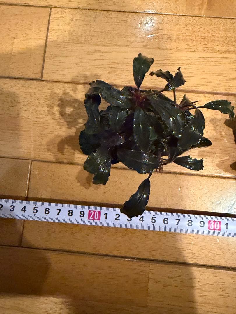 【本日限定】ブセファランド　3個【流木付き】