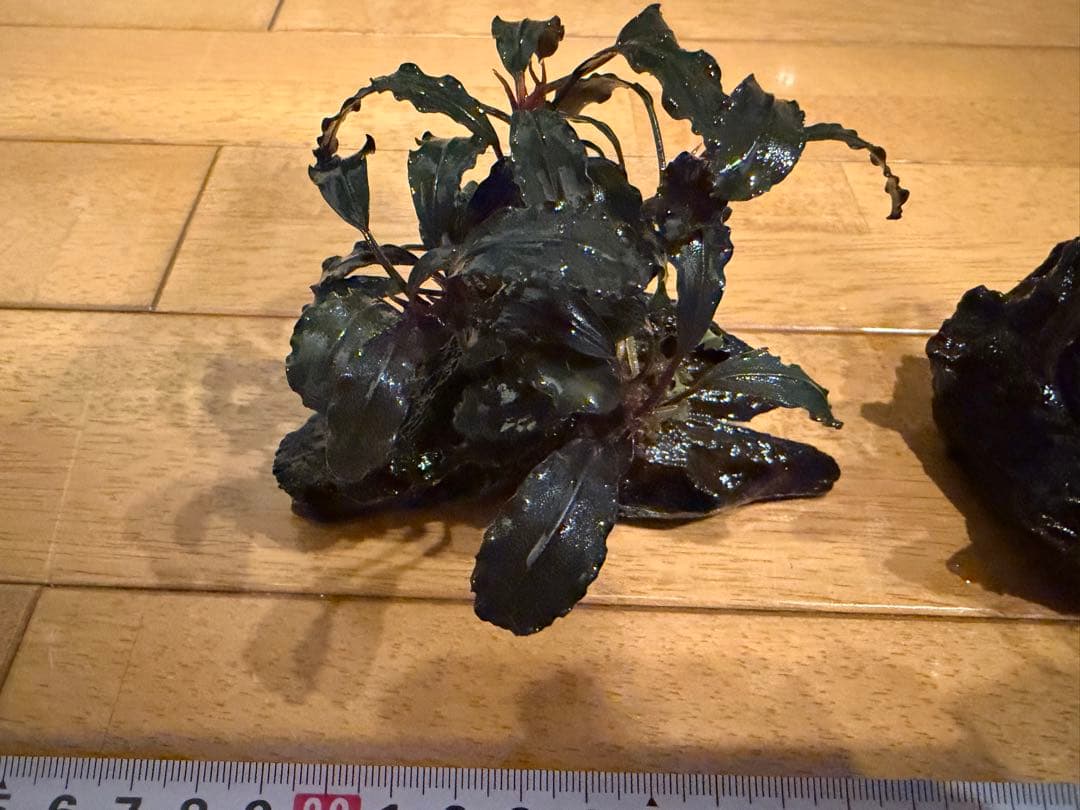 【本日限定】ブセファランド　3個【流木付き】