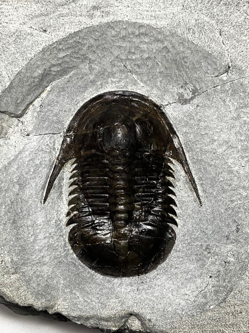 三葉虫　化石　Anomocarella