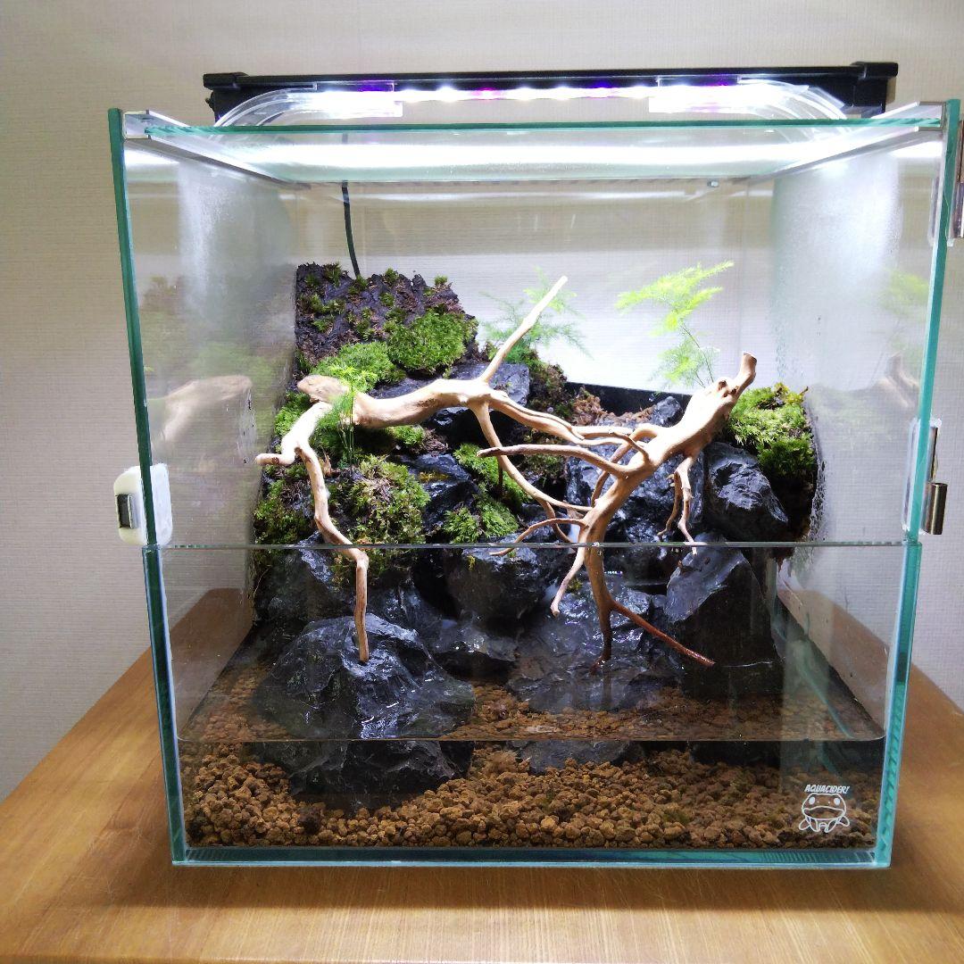 アクアテラリウム完成品 イモリウム 苔テラリウム 滝のあるアクアテラリウム
