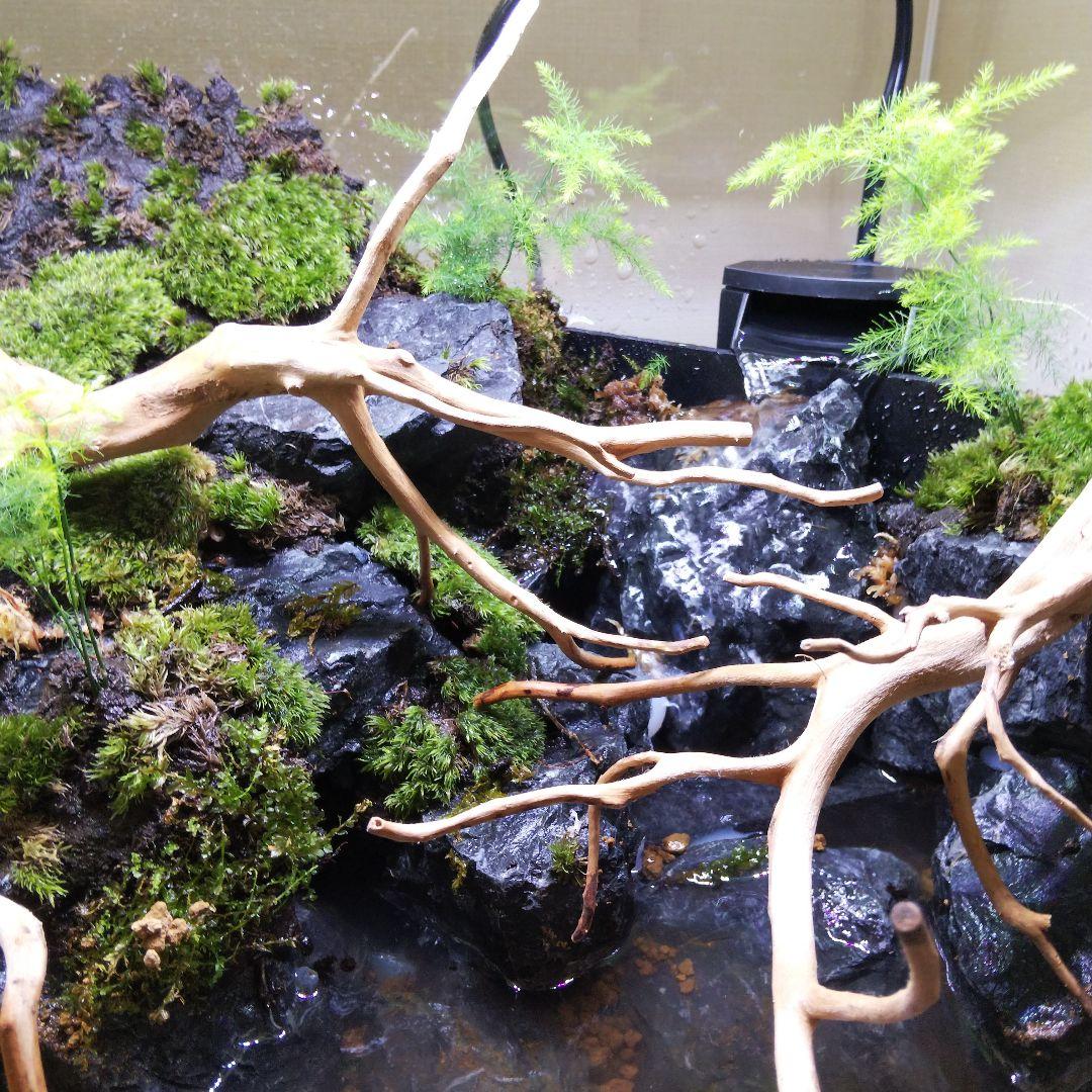 アクアテラリウム完成品 イモリウム 苔テラリウム 滝のあるアクアテラリウム