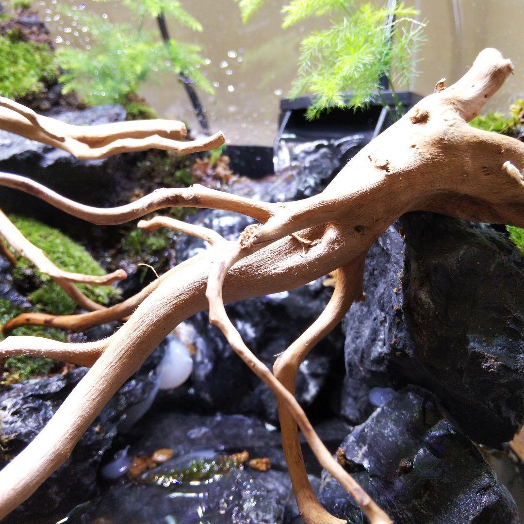 アクアテラリウム完成品 イモリウム 苔テラリウム 滝のあるアクアテラリウム