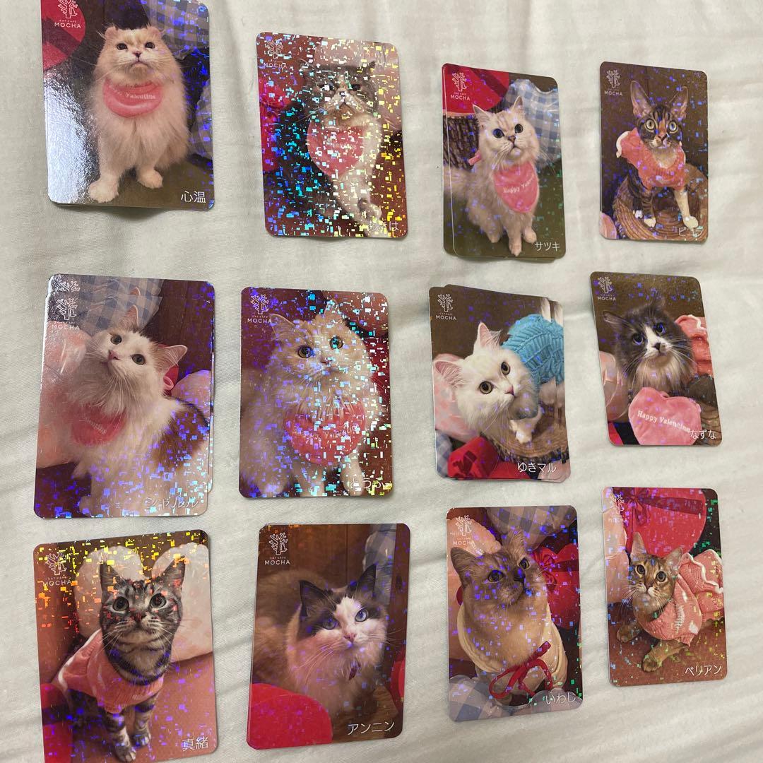 【バラ売り可】猫カフェmocha　トレカ　秋葉原店　2025秋　過去トレカあり