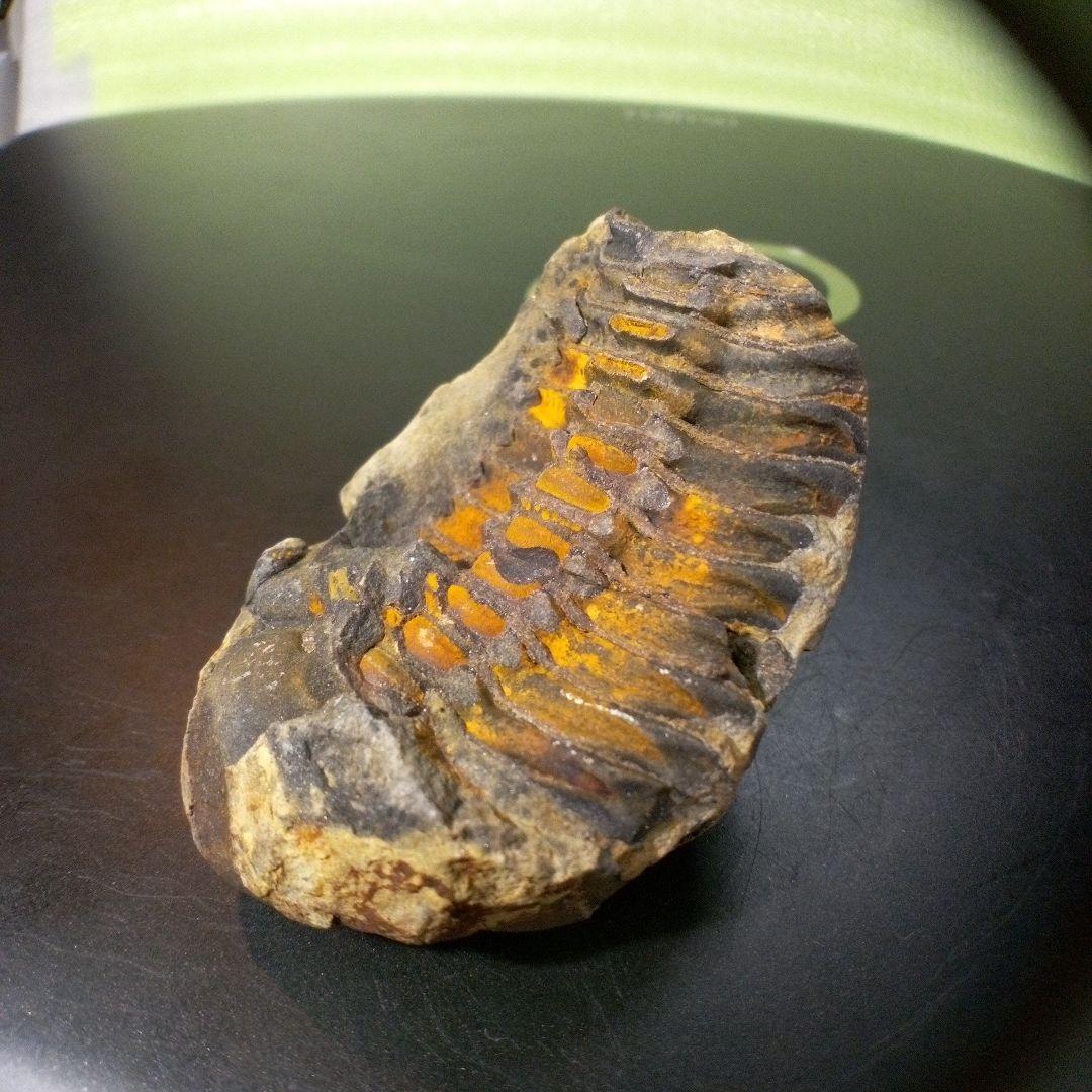 三葉虫　化石　fossil　ボリビア産　トライロバイト　Fossil番号④