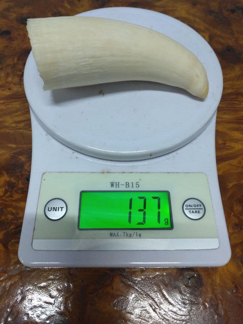 鯨歯　マッコウクジラ　細工素材 根付け　ペンダント　工芸品に