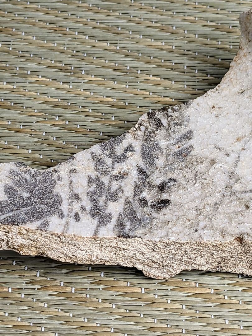 陶片　絵志野藤文鉢　桃山時代　　志野陶片　志野鉢　絵志野　桃山陶　金継ぎ