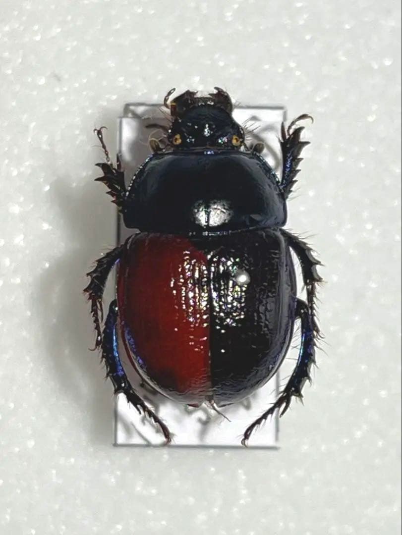 色素異常個体　センチコガネ　標本　産