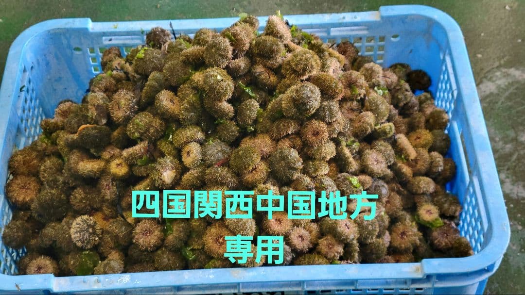 石鯛　活バフンウニ 2k　クール便