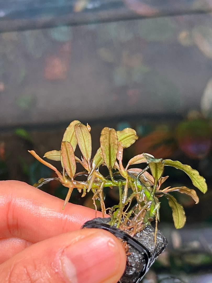 Bucephalandra sp. Varigata Pink 水中葉 4株