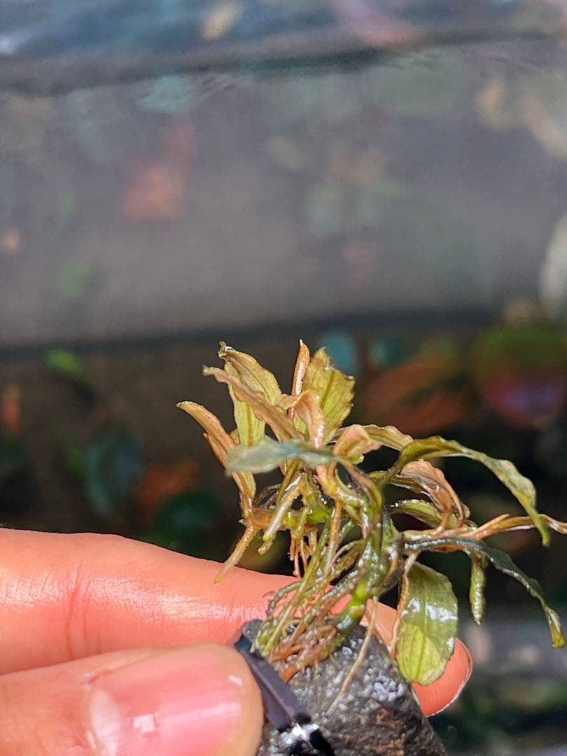 Bucephalandra sp. Varigata Pink 水中葉 4株