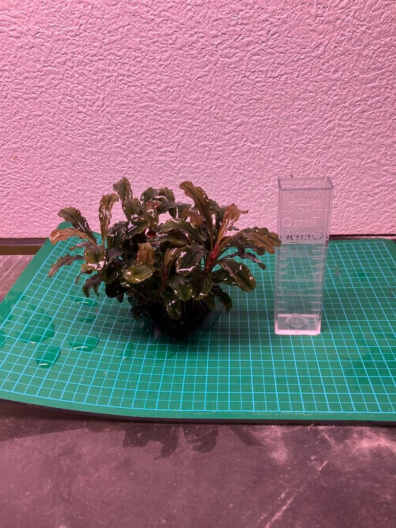 J*y様 水中葉 ブセファランドラ グリーンウェービー斑入