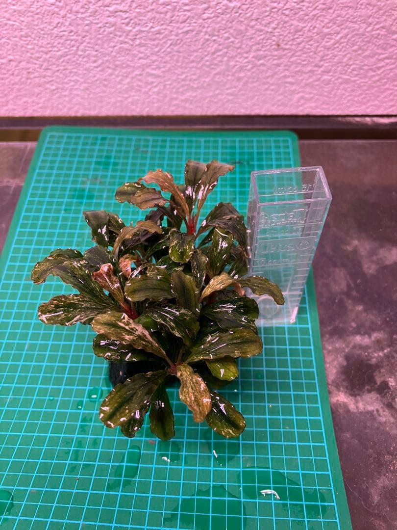 J*y様 水中葉 ブセファランドラ グリーンウェービー斑入