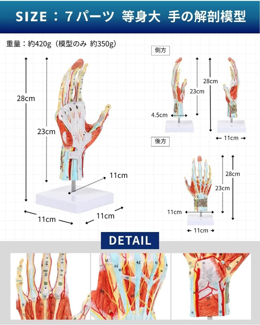 手解剖模型 7パーツ分解 原寸大 軟部組織付き 理学療法士監修 人体模型 手関節